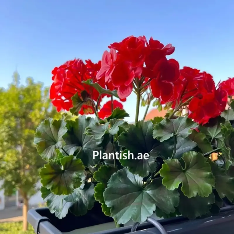 artificial-outdoor-flower-geranium-plant-plantish.ae