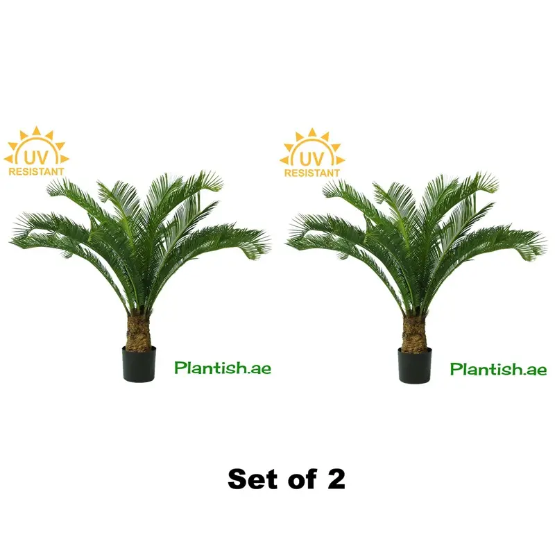 uv-cycas